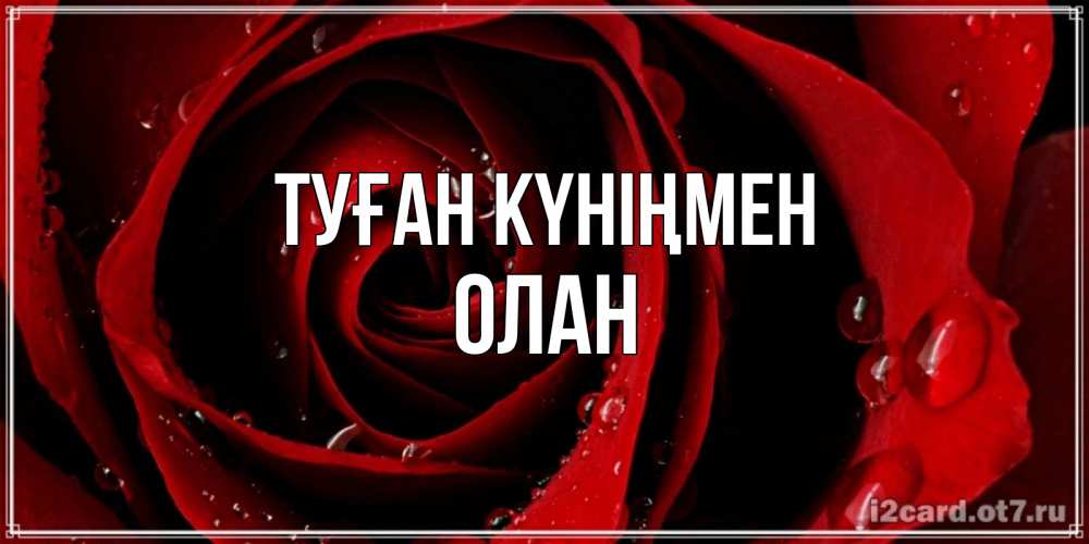 Открытка на каждый день с именем, Олан Туған күніңмен крупная бордовая роза Прикольная открытка с пожеланием онлайн скачать бесплатно 