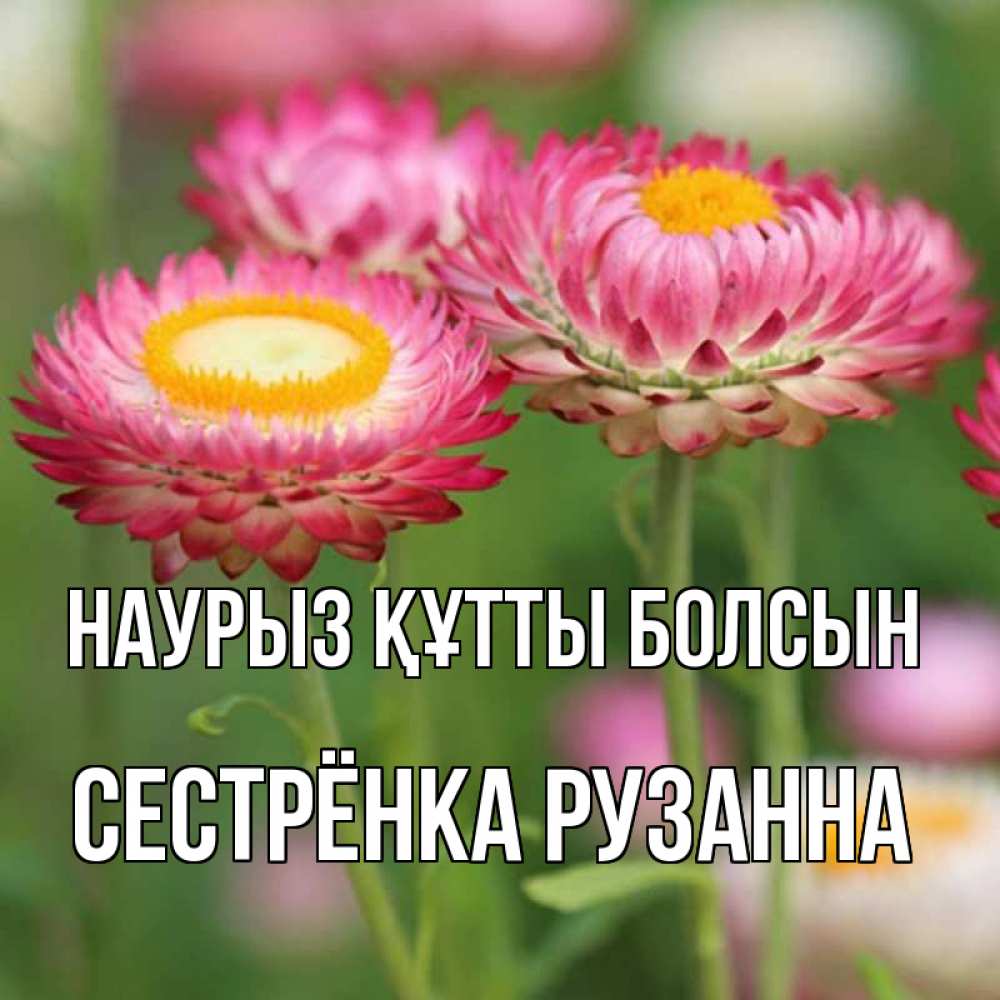 Открытка на каждый день с именем, Сестрёнка-Рузанна Наурыз құтты болсын подарок на международный женский день Прикольная открытка с пожеланием онлайн скачать бесплатно 