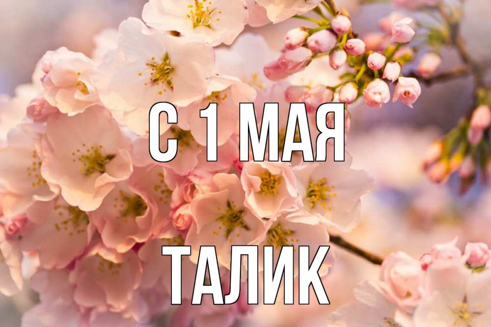 Открытка на каждый день с именем, Талик С 1 мая С 1 мая Прикольная открытка с пожеланием онлайн скачать бесплатно 