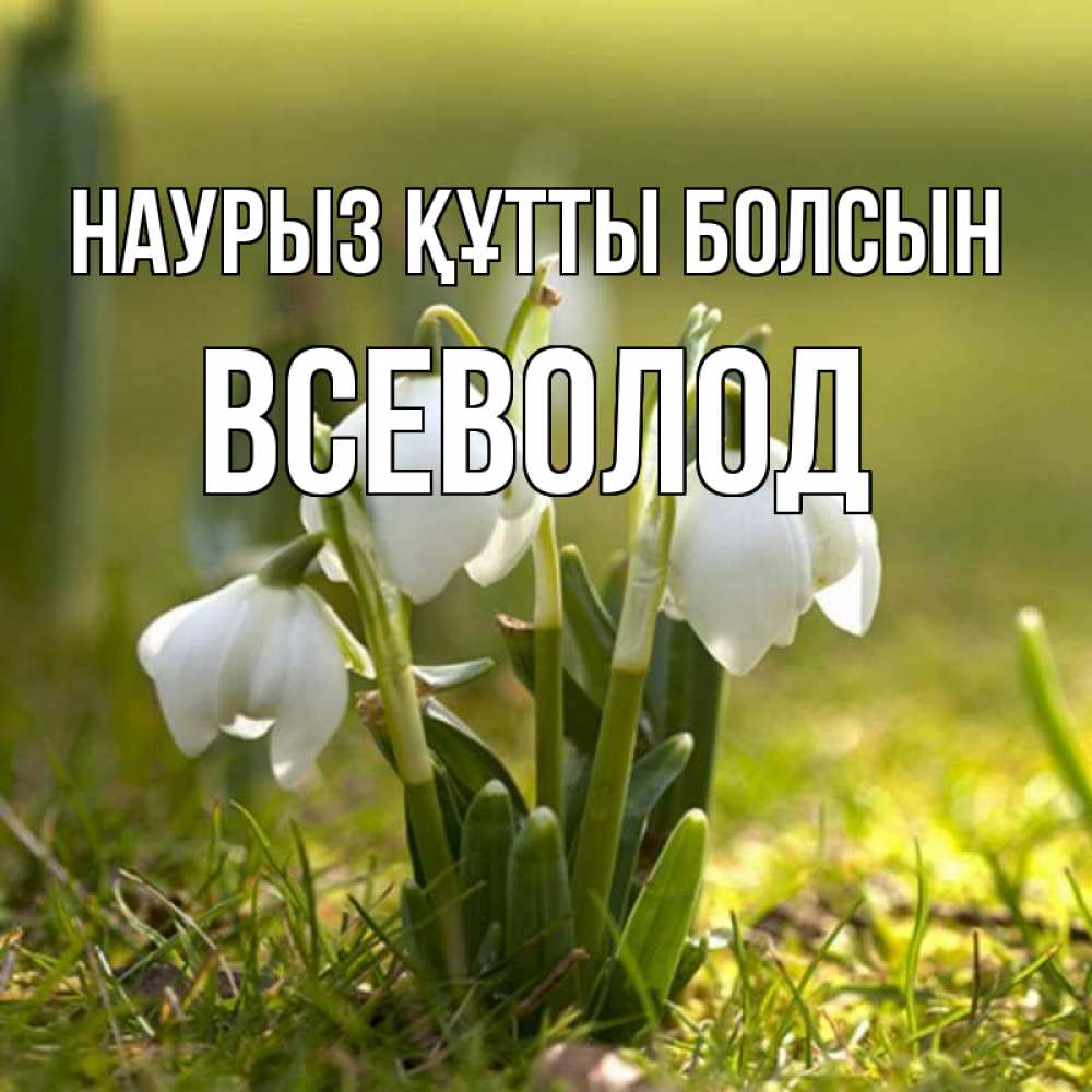 Открытка на каждый день с именем, Всеволод Наурыз құтты болсын ранние цветы 2 Прикольная открытка с пожеланием онлайн скачать бесплатно 