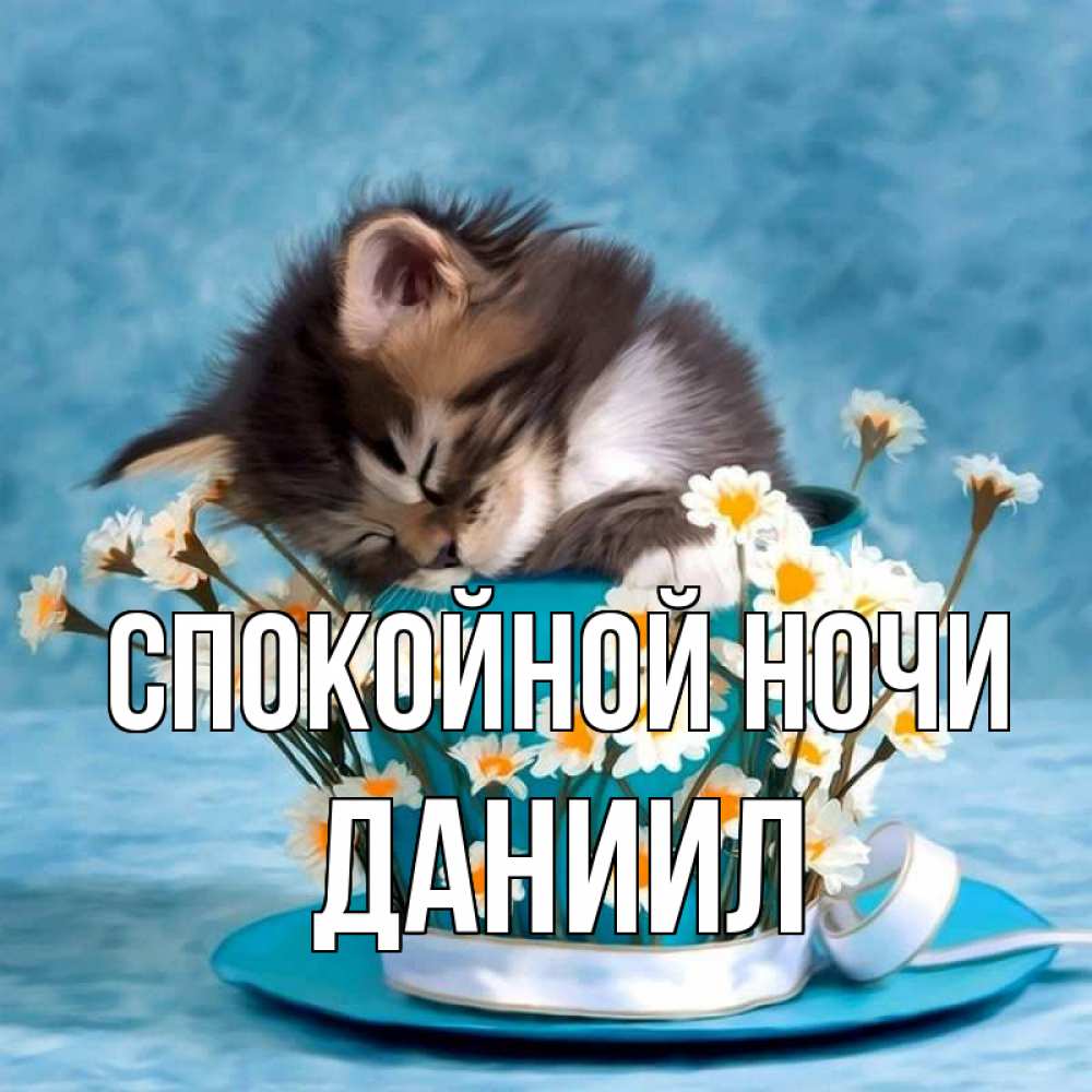 Открытка на каждый день с именем, Даниил Спокойной ночи котенок спит в кружке с блюдцем Прикольная открытка с пожеланием онлайн скачать бесплатно 