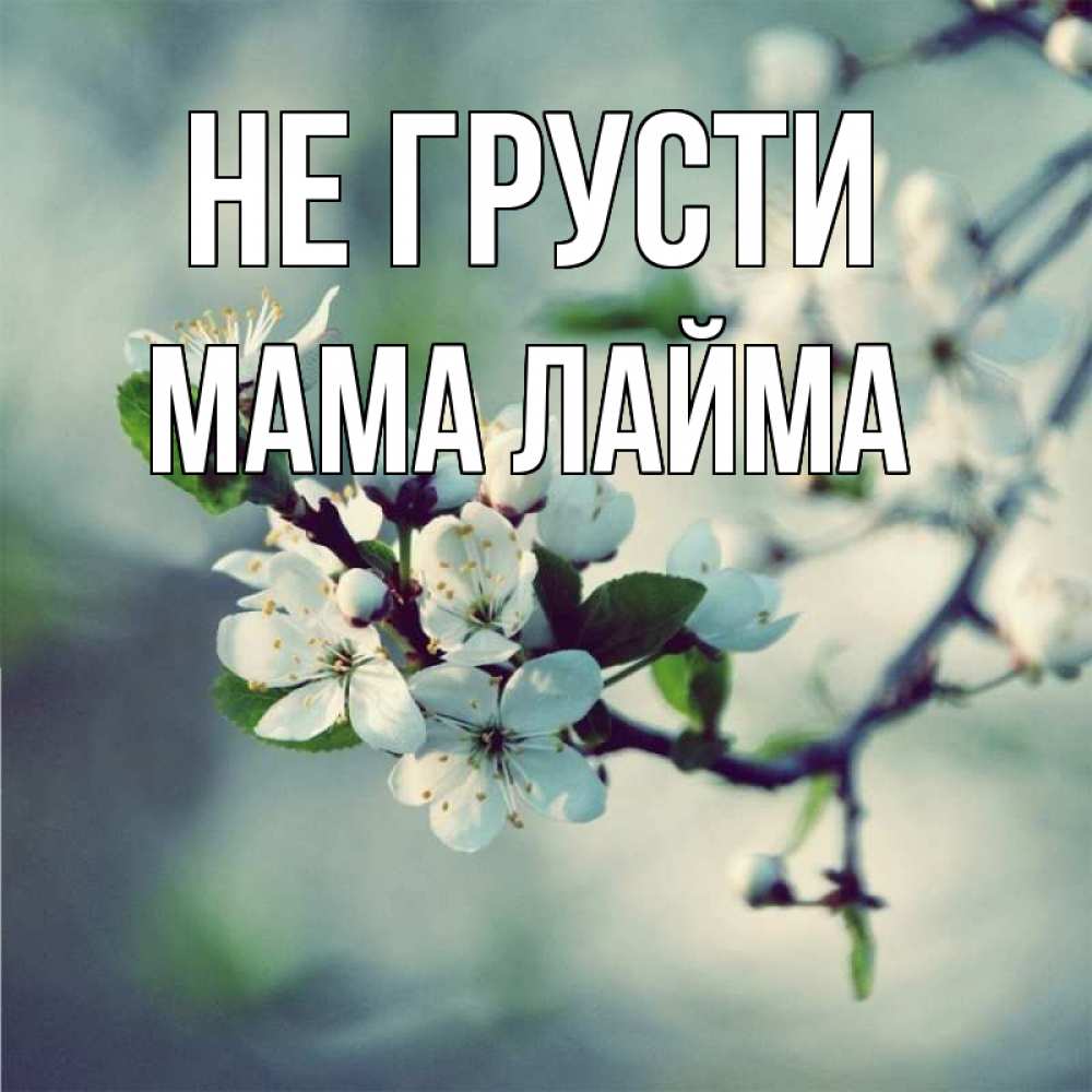 Открытка на каждый день с именем, Мама-Лайма Не грусти яблоня в цвету 1 Прикольная открытка с пожеланием онлайн скачать бесплатно 