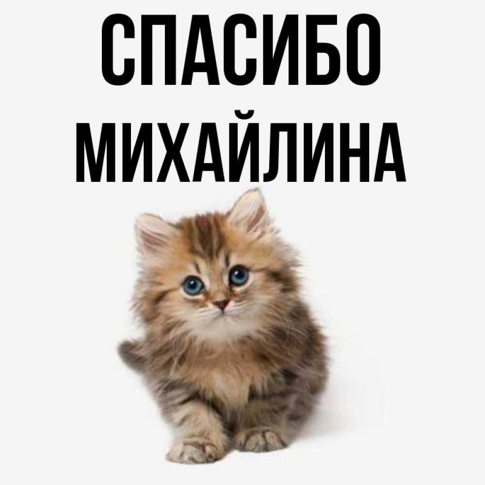 Открытка на каждый день с именем, Михайлина Спасибо пушистый котик Прикольная открытка с пожеланием онлайн скачать бесплатно 