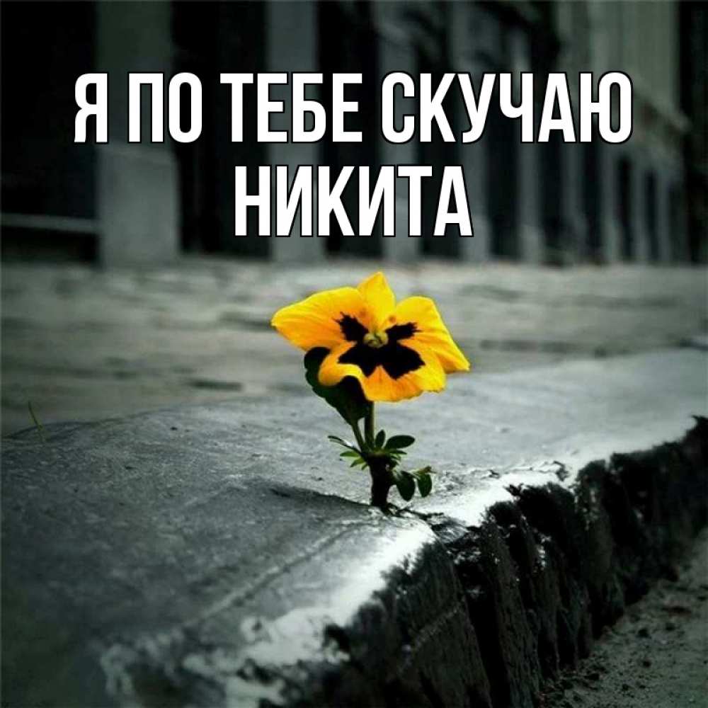 Открытка на каждый день с именем, Никита Я по тебе скучаю надеюсь будет лучше Прикольная открытка с пожеланием онлайн скачать бесплатно 