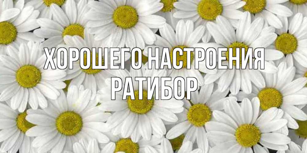 Открытка на каждый день с именем, Ратибор Хорошего настроения поляна ромашек Прикольная открытка с пожеланием онлайн скачать бесплатно 
