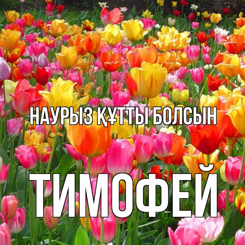 Открытка на каждый день с именем, Тимофей Наурыз құтты болсын на наурыз  ура ура Прикольная открытка с пожеланием онлайн скачать бесплатно 