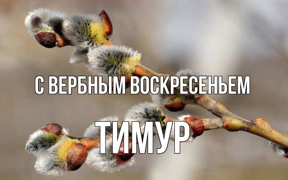 Открытка на каждый день с именем, Тимур С вербным воскресеньем Верба Прикольная открытка с пожеланием онлайн скачать бесплатно 