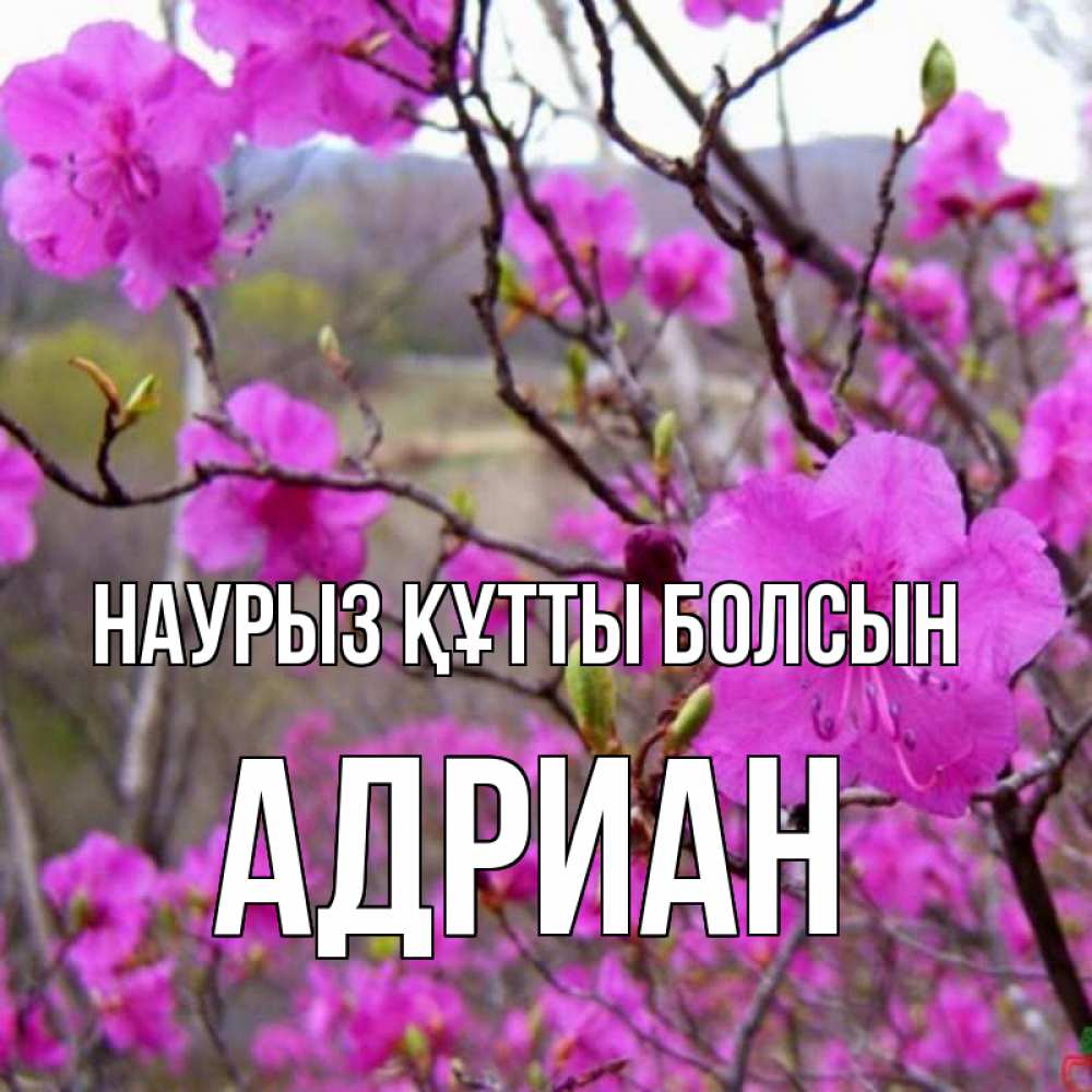 Открытка на каждый день с именем, Адриан Наурыз құтты болсын наурыз мейрамы кутты болсын Прикольная открытка с пожеланием онлайн скачать бесплатно 