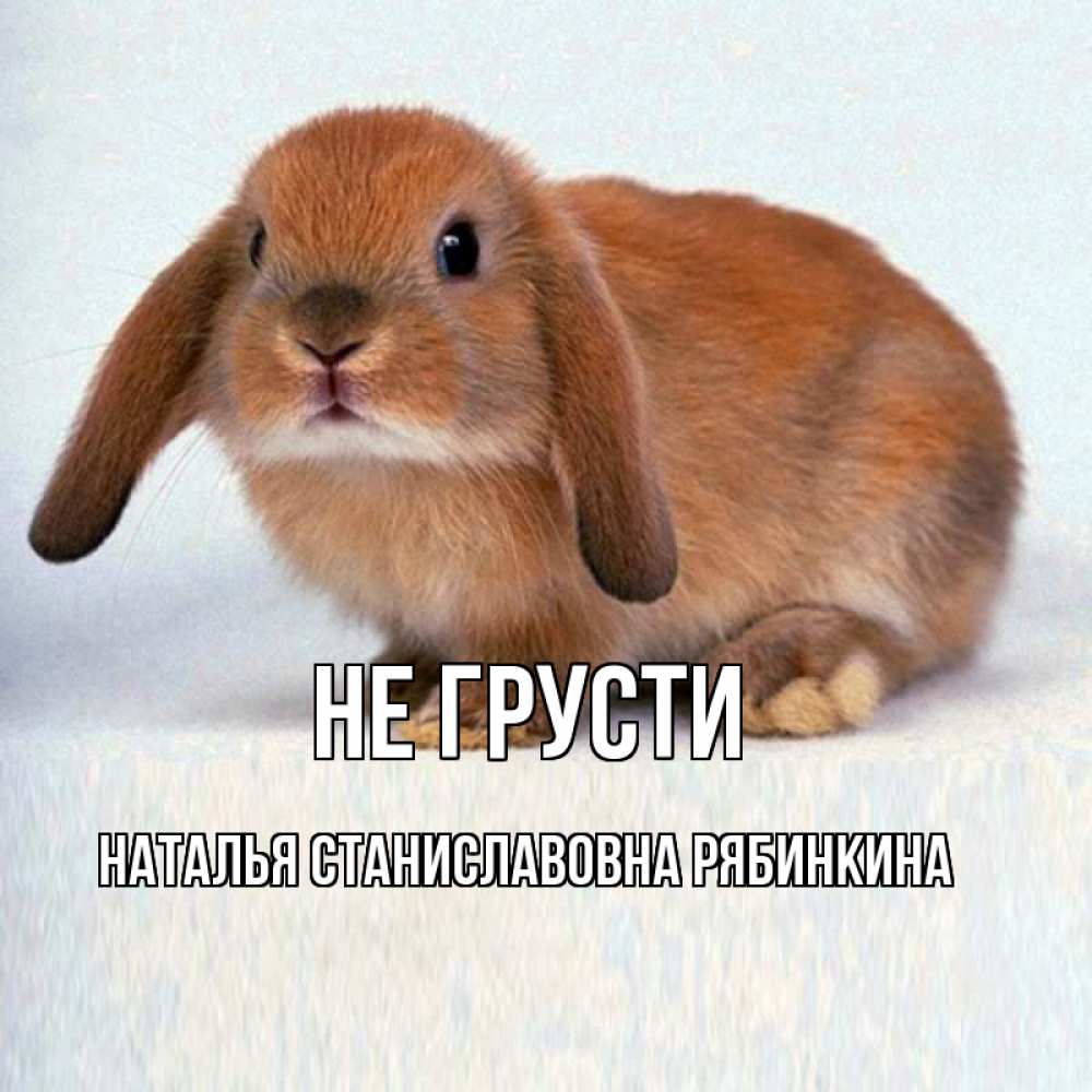 Открытка на каждый день с именем, НАТАЛЬЯ-СТАНИСЛАВОВНА-РЯБИНКИНА Не грусти вислоухий рыжий кролик Прикольная открытка с пожеланием онлайн скачать бесплатно 