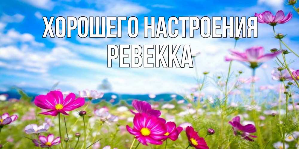 Открытка на каждый день с именем, Ревекка Хорошего настроения поле цветов Прикольная открытка с пожеланием онлайн скачать бесплатно 