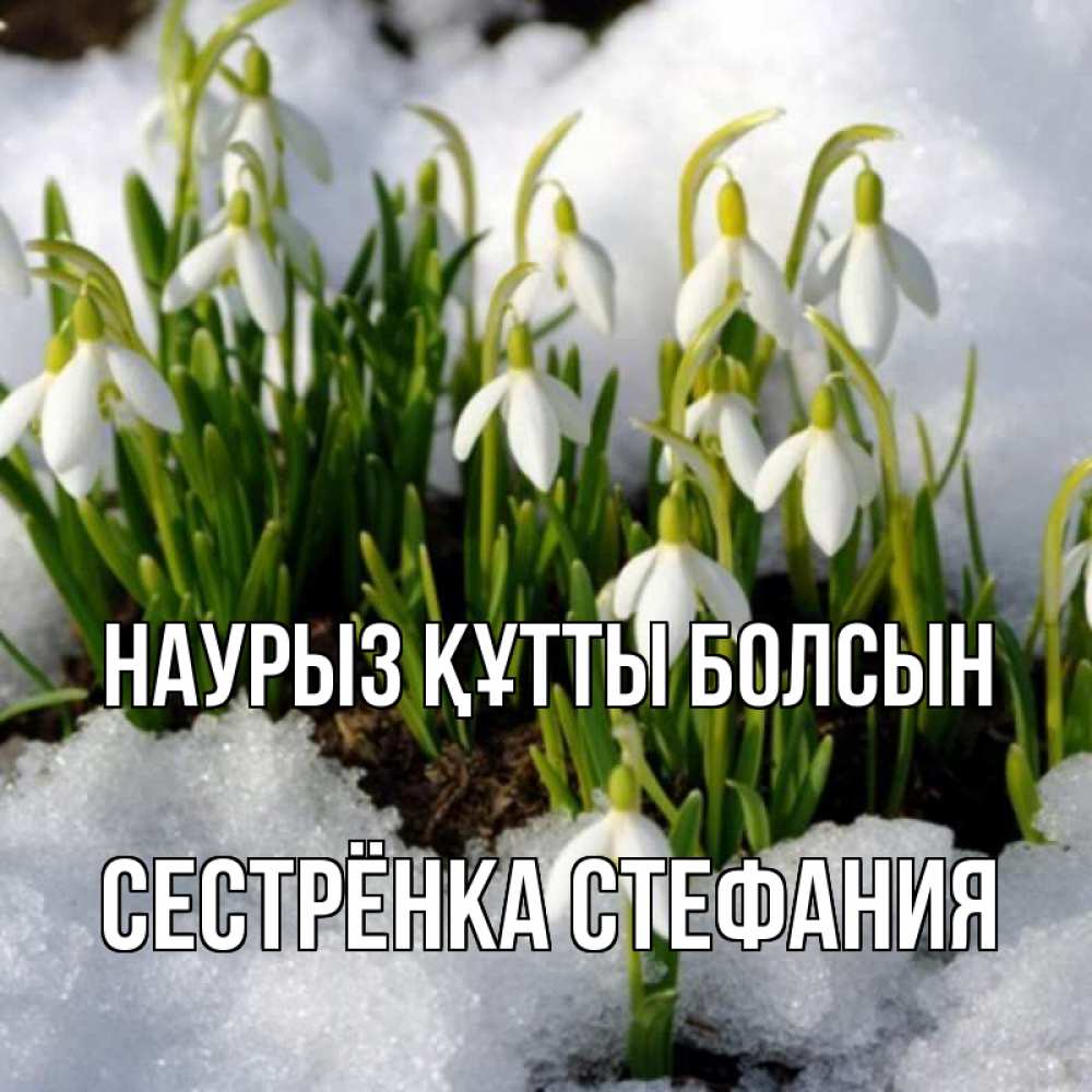 Открытка на каждый день с именем, Сестрёнка-Стефания Наурыз құтты болсын цветы весенние Прикольная открытка с пожеланием онлайн скачать бесплатно 