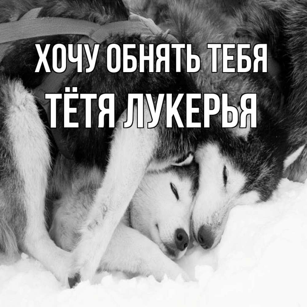 Открытка на каждый день с именем, Тётя-Лукерья Хочу обнять тебя собачки в упряжке Прикольная открытка с пожеланием онлайн скачать бесплатно 