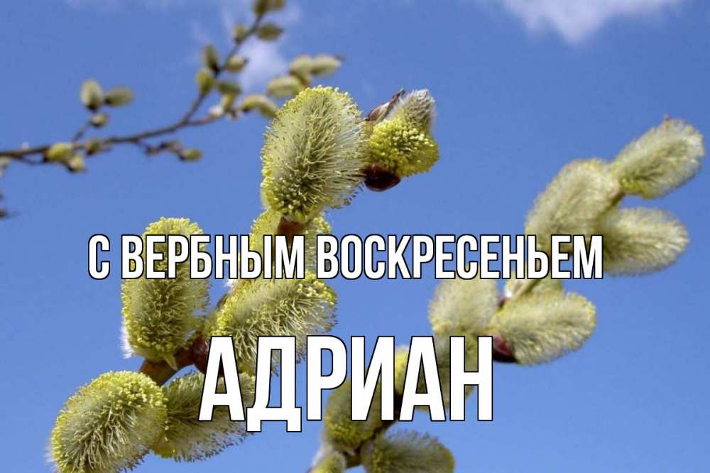 Открытка на каждый день с именем, Адриан С вербным воскресеньем верба Прикольная открытка с пожеланием онлайн скачать бесплатно 
