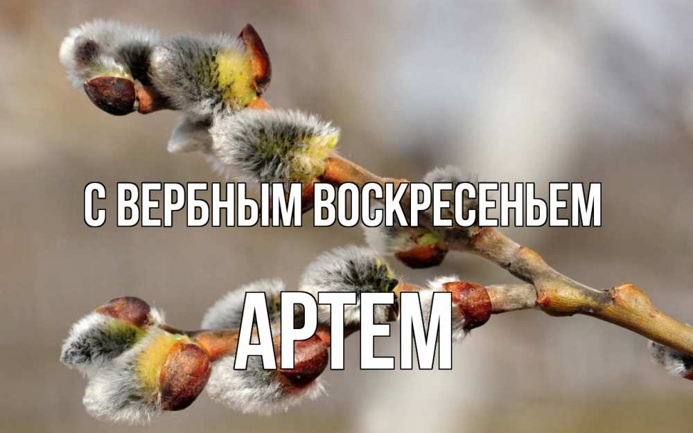 Открытка на каждый день с именем, Артем С вербным воскресеньем Верба Прикольная открытка с пожеланием онлайн скачать бесплатно 