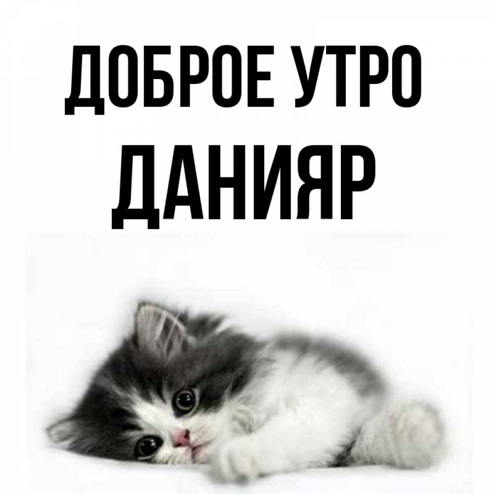 Открытка на каждый день с именем, Данияр Доброе утро кот лапки Прикольная открытка с пожеланием онлайн скачать бесплатно 