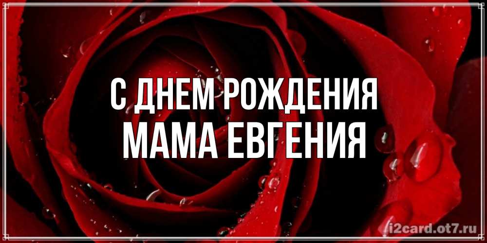 Открытка на каждый день с именем, Мама-Евгения С днем рождения крупная бордовая роза Прикольная открытка с пожеланием онлайн скачать бесплатно 