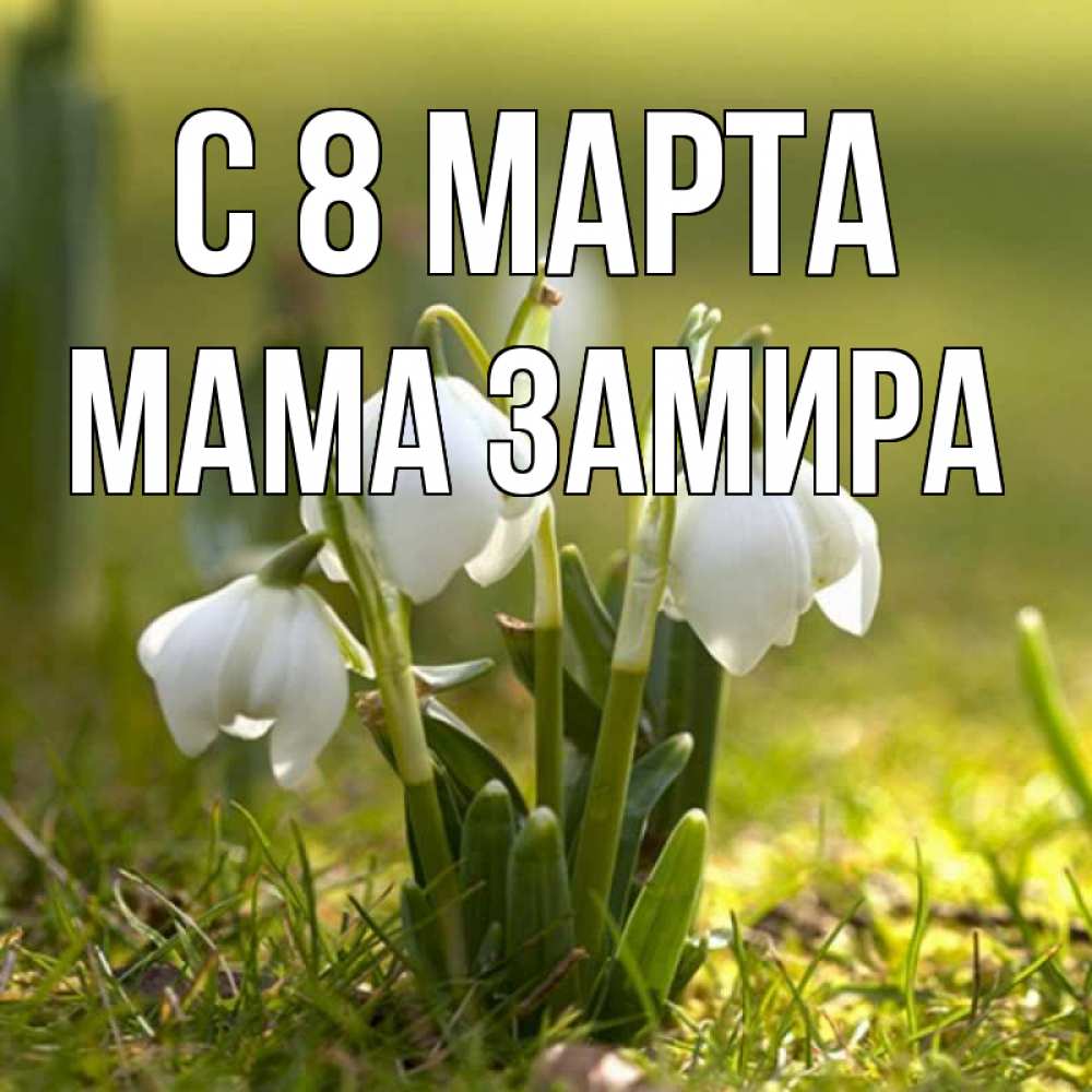Открытка на каждый день с именем, Мама-Замира С 8 марта ранние цветы 2 Прикольная открытка с пожеланием онлайн скачать бесплатно 