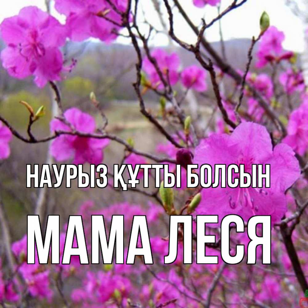 Открытка на каждый день с именем, Мама-Леся Наурыз құтты болсын наурыз мейрамы кутты болсын Прикольная открытка с пожеланием онлайн скачать бесплатно 