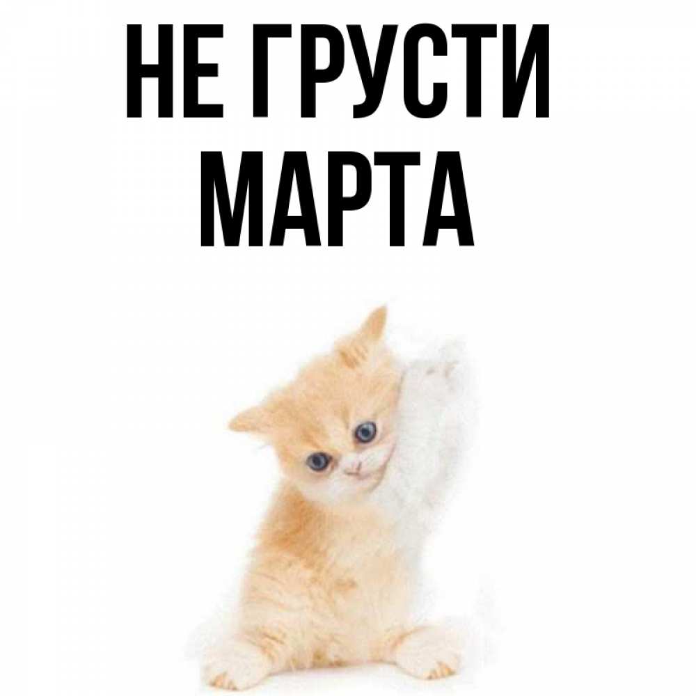 Открытка на каждый день с именем, Марта Не грусти просящий кот Прикольная открытка с пожеланием онлайн скачать бесплатно 
