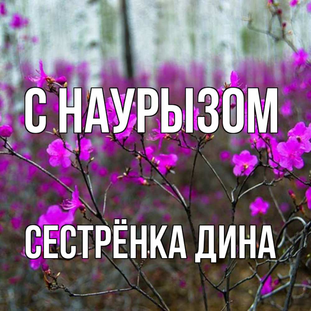 Открытка на каждый день с именем, Сестрёнка-Дина С наурызом дикие цветы Прикольная открытка с пожеланием онлайн скачать бесплатно 