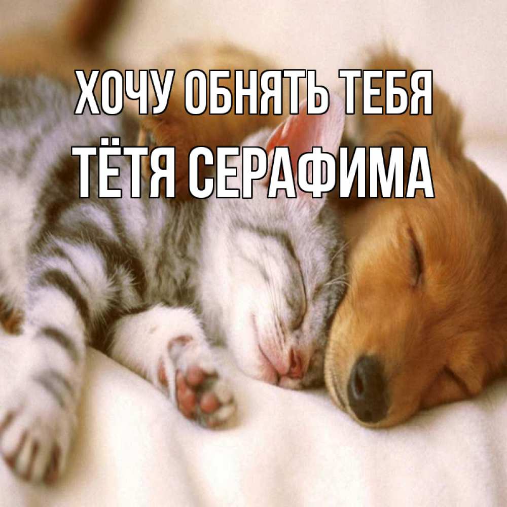 Открытка на каждый день с именем, Тётя-Серафима Хочу обнять тебя пес и котенок Прикольная открытка с пожеланием онлайн скачать бесплатно 