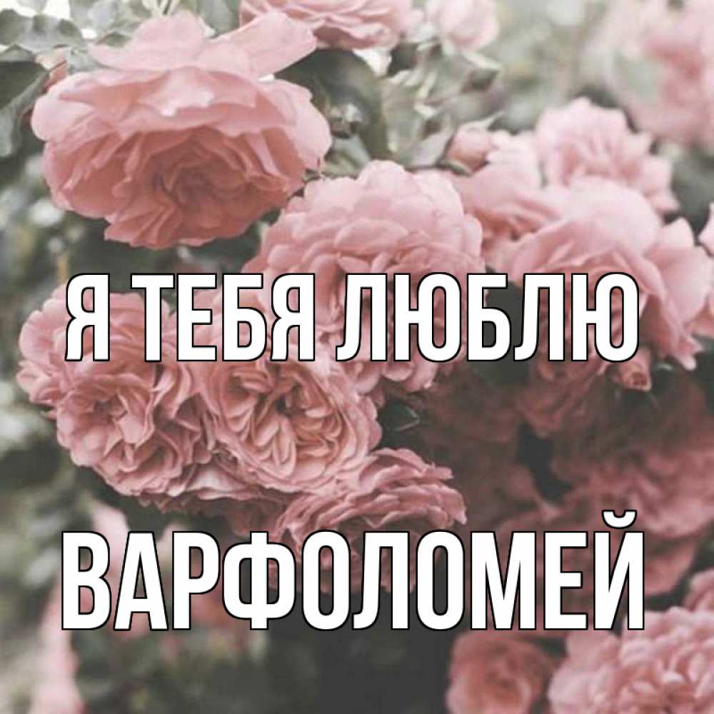 Открытка на каждый день с именем, Варфоломей Я тебя люблю розы 3 Прикольная открытка с пожеланием онлайн скачать бесплатно 