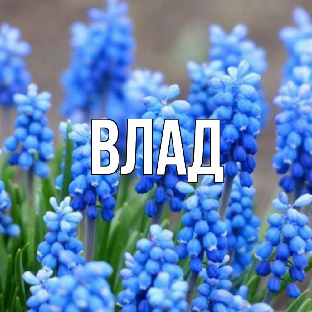 Открытка на каждый день с именем, Влад Главная Поздравительная открытка для женщин с цветами на праздничную дату Прикольная открытка с пожеланием онлайн скачать бесплатно 