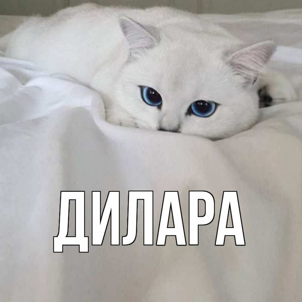 Открытка на каждый день с именем, Дилара Главная белый кот с голубыми глазами на белоснежной кровати Прикольная открытка с пожеланием онлайн скачать бесплатно 