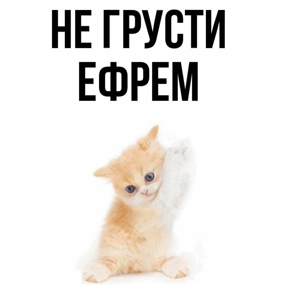 Открытка на каждый день с именем, Ефрем Не грусти просящий кот Прикольная открытка с пожеланием онлайн скачать бесплатно 