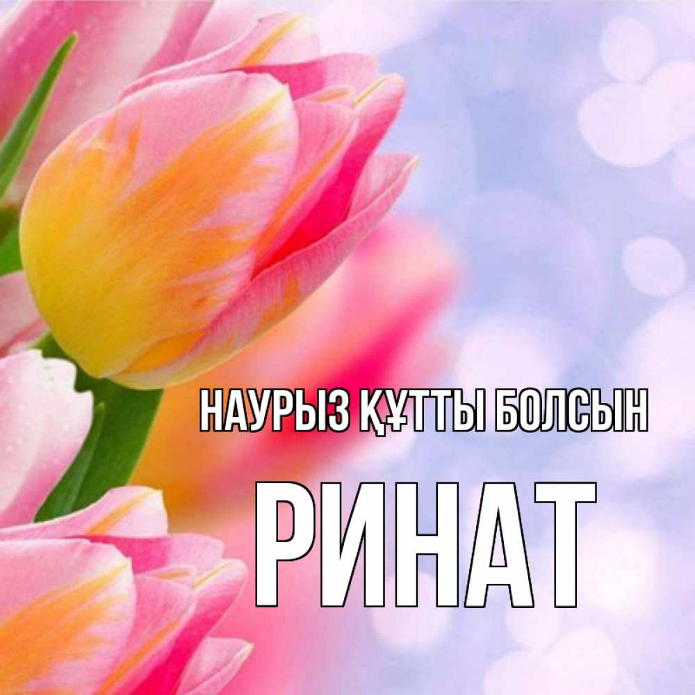 Открытка на каждый день с именем, Ринат Наурыз құтты болсын тюльпаны 2 Прикольная открытка с пожеланием онлайн скачать бесплатно 