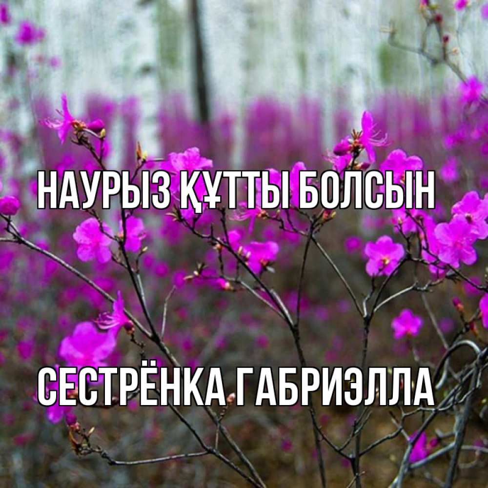 Открытка на каждый день с именем, Сестрёнка-Габриэлла Наурыз құтты болсын дикие цветы Прикольная открытка с пожеланием онлайн скачать бесплатно 