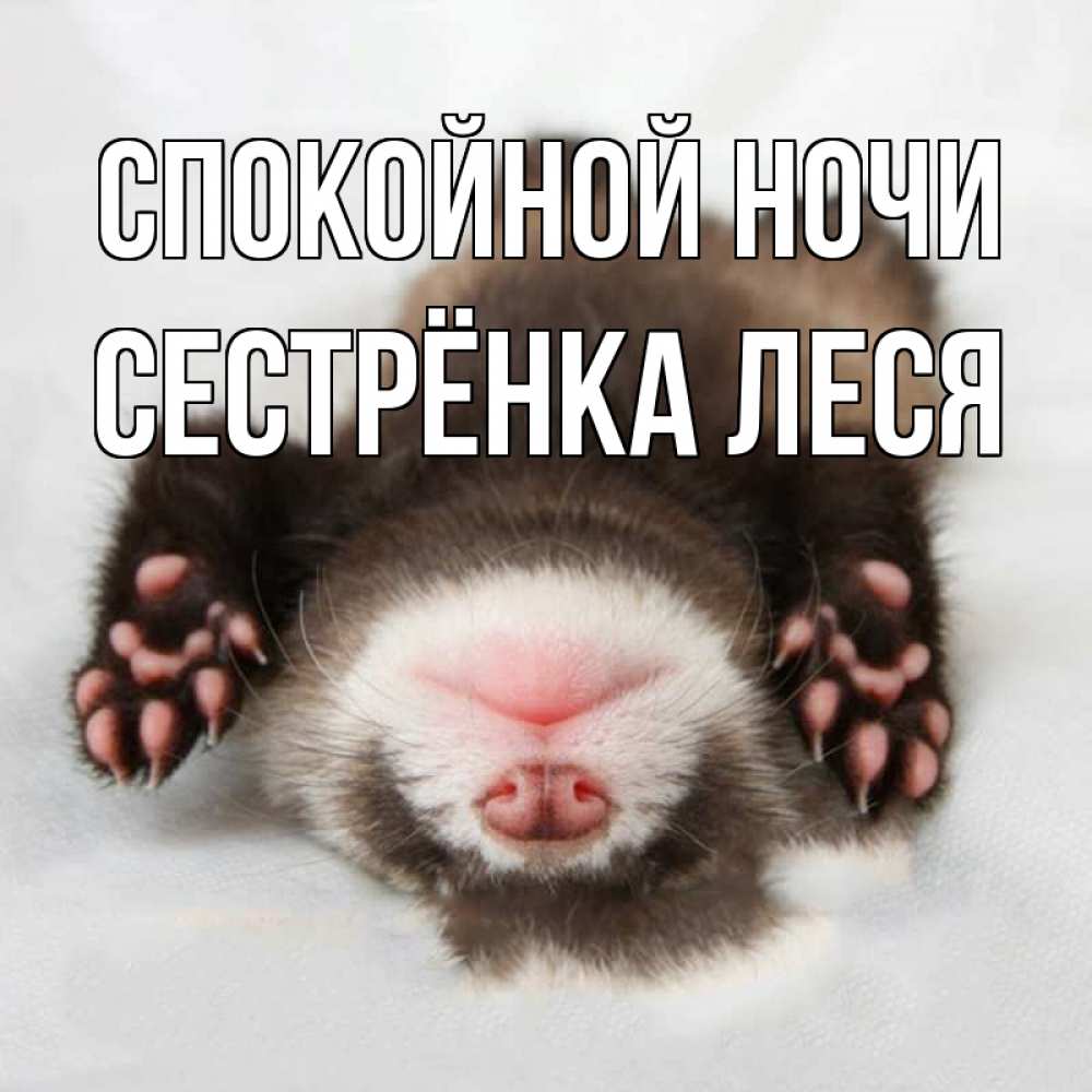 Открытка на каждый день с именем, Сестрёнка-Леся Спокойной ночи зверек Прикольная открытка с пожеланием онлайн скачать бесплатно 