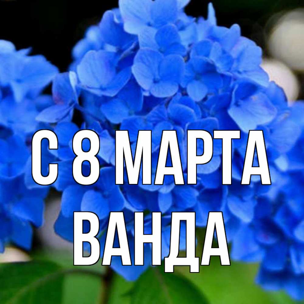 Открытка на каждый день с именем, Ванда С 8 МАРТА синие цветы Прикольная открытка с пожеланием онлайн скачать бесплатно 