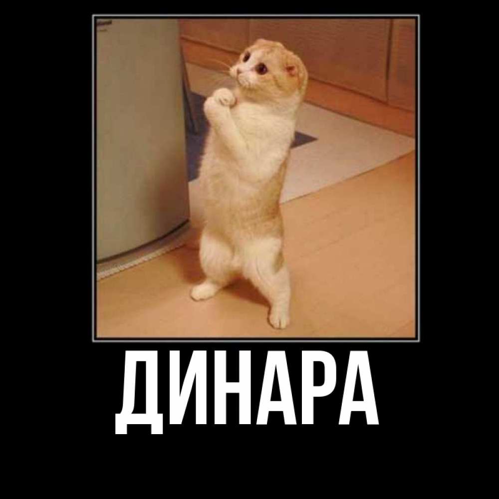 Открытка на каждый день с именем, Динара Главная открытка с милым несчастным котиком просящим прощения Прикольная открытка с пожеланием онлайн скачать бесплатно 