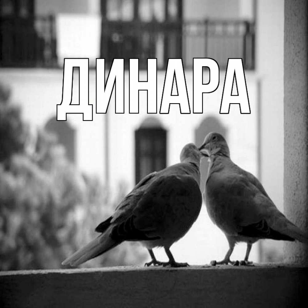 Открытка на каждый день с именем, Динара Главная птицы на подоконнике Прикольная открытка с пожеланием онлайн скачать бесплатно 
