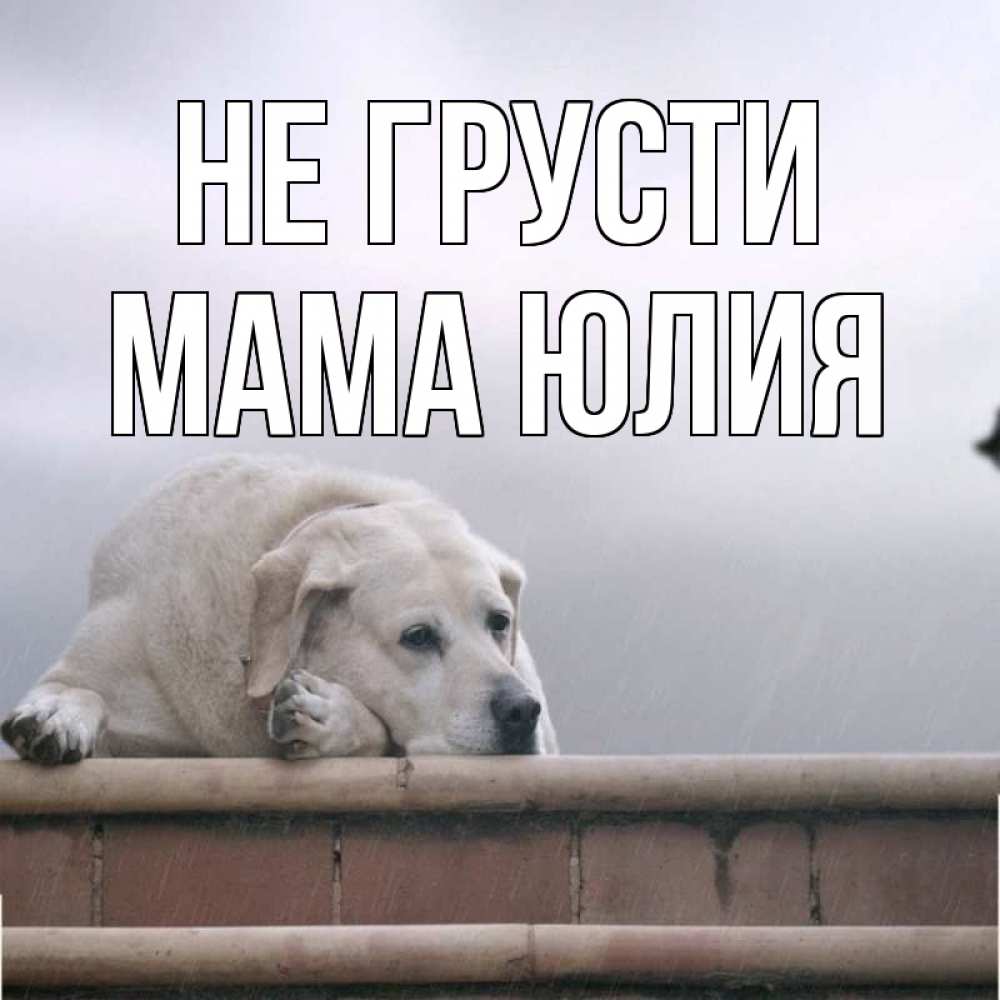 Открытка на каждый день с именем, Мама-Юлия Не грусти белый пес 1 Прикольная открытка с пожеланием онлайн скачать бесплатно 