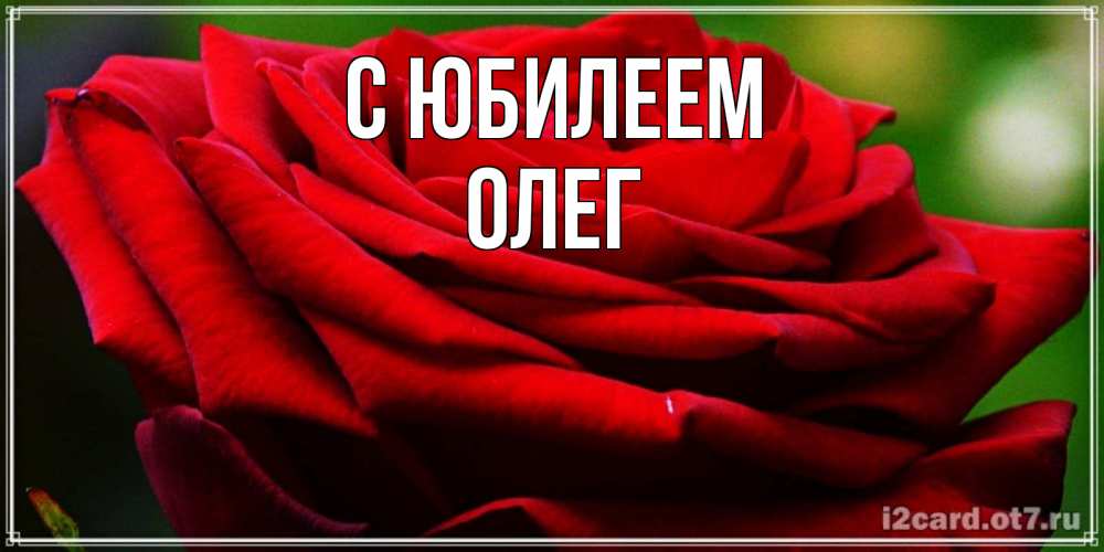 Открытка на каждый день с именем, Олег С юбилеем розочка очень красивая Прикольная открытка с пожеланием онлайн скачать бесплатно 