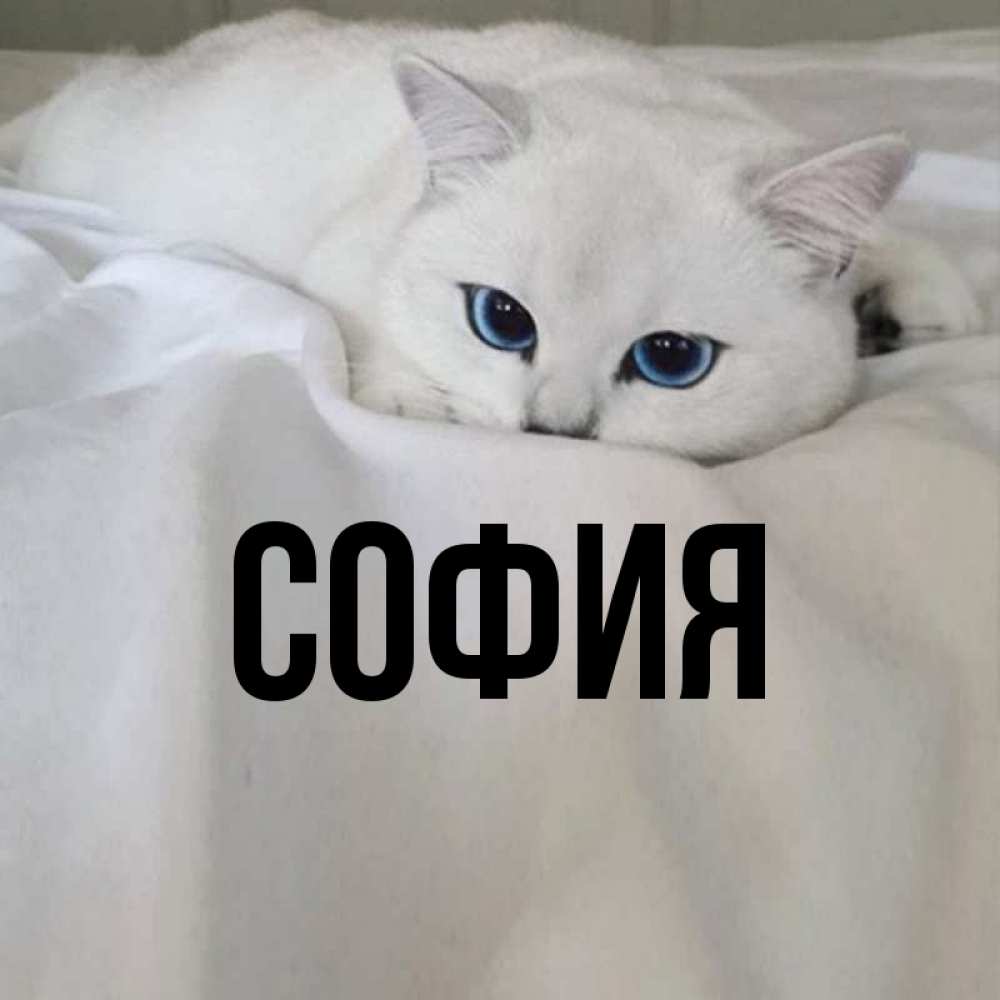 Открытка на каждый день с именем, София Главная Голубоглазая кошка Прикольная открытка с пожеланием онлайн скачать бесплатно 