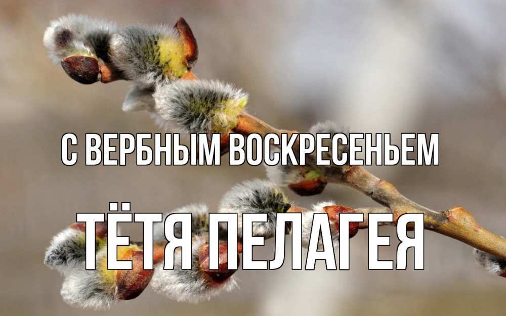 Открытка на каждый день с именем, Тётя-Пелагея С вербным воскресеньем Верба Прикольная открытка с пожеланием онлайн скачать бесплатно 