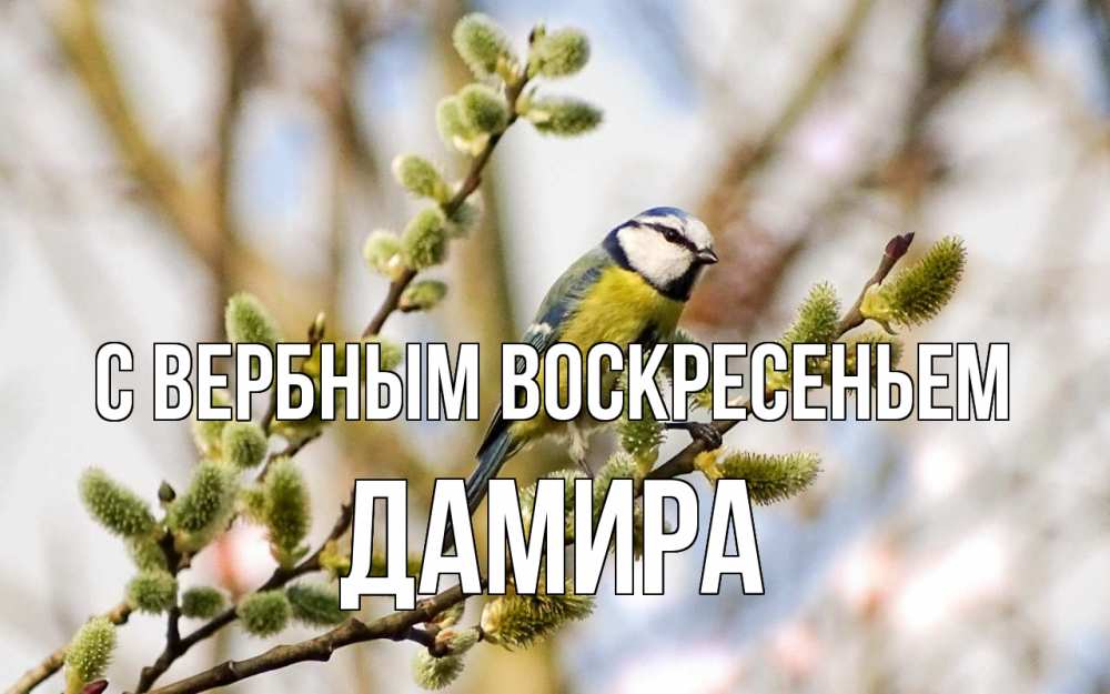 Открытка на каждый день с именем, Дамира С вербным воскресеньем верба Прикольная открытка с пожеланием онлайн скачать бесплатно 