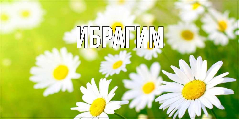 Открытка на каждый день с именем, Ибрагим Главная открытка с ромашками на зеленом фоне Прикольная открытка с пожеланием онлайн скачать бесплатно 