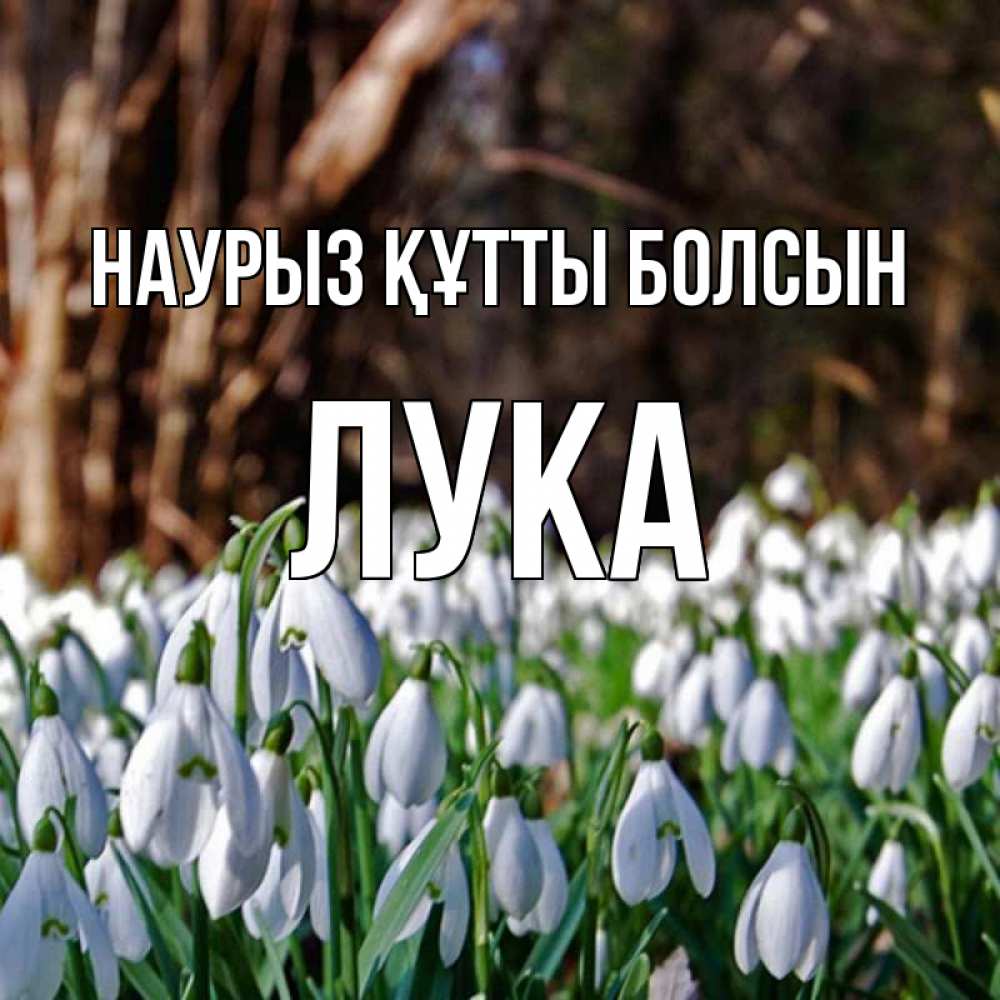 Открытка на каждый день с именем, Лука Наурыз құтты болсын с подснежниками 1 Прикольная открытка с пожеланием онлайн скачать бесплатно 