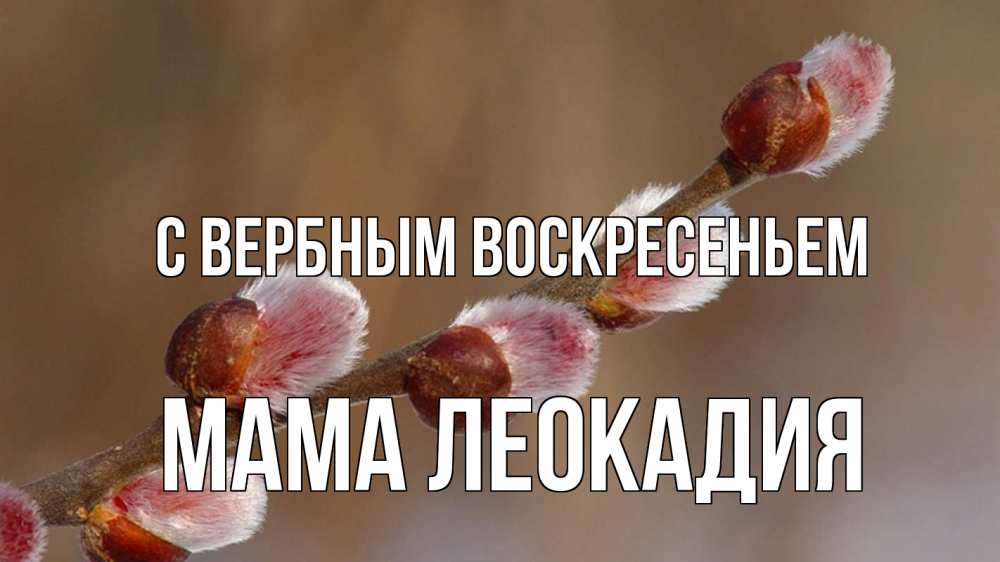 Открытка на каждый день с именем, Мама-Леокадия С вербным воскресеньем верба Прикольная открытка с пожеланием онлайн скачать бесплатно 