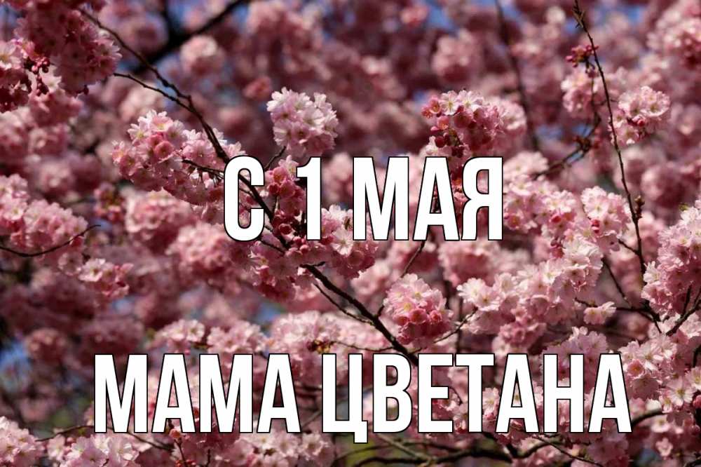 Открытка на каждый день с именем, Мама-Цветана С 1 мая С 1 мая Прикольная открытка с пожеланием онлайн скачать бесплатно 