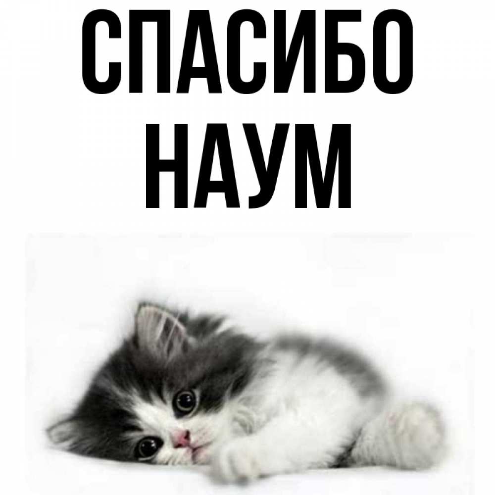Открытка на каждый день с именем, Наум Спасибо черный и белый кот Прикольная открытка с пожеланием онлайн скачать бесплатно 