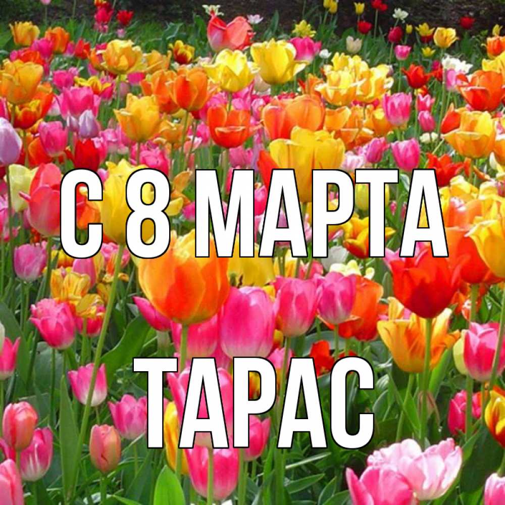 Открытка на каждый день с именем, Тарас С 8 МАРТА на международный женский день Прикольная открытка с пожеланием онлайн скачать бесплатно 