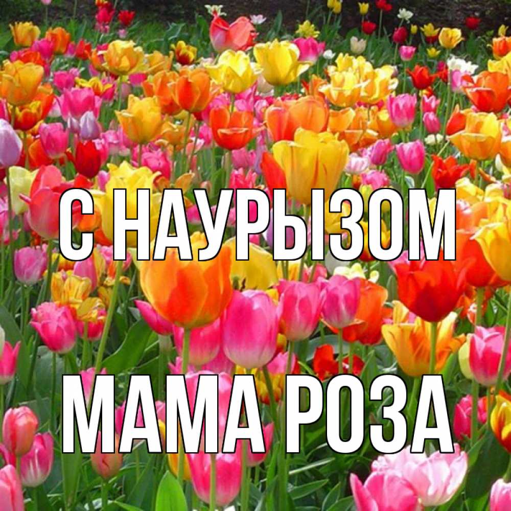Открытка на каждый день с именем, Мама-Роза С наурызом праздник весны наурыз 4 Прикольная открытка с пожеланием онлайн скачать бесплатно 