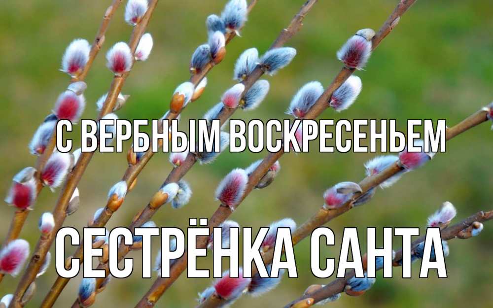 Открытка на каждый день с именем, Сестрёнка-Санта С вербным воскресеньем верба Прикольная открытка с пожеланием онлайн скачать бесплатно 