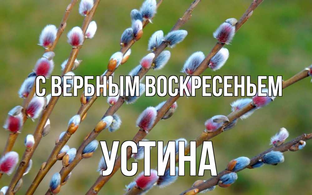 Открытка на каждый день с именем, Устина С вербным воскресеньем верба Прикольная открытка с пожеланием онлайн скачать бесплатно 