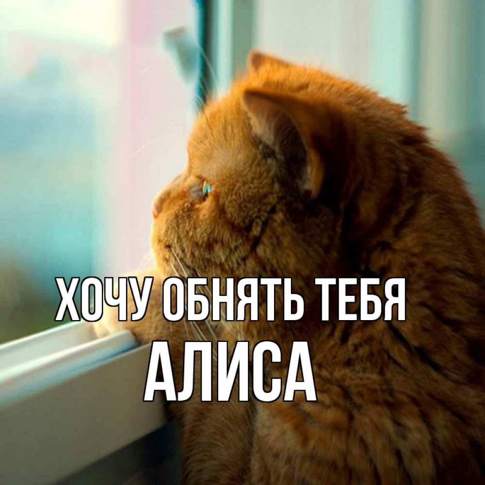 Открытка на каждый день с именем, Алиса Хочу обнять тебя большой огромный рыжий котяра Прикольная открытка с пожеланием онлайн скачать бесплатно 